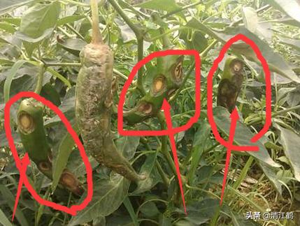 果实软腐病:引起果实软腐病的病菌 辣椒夏季大量烂果怎么回事？