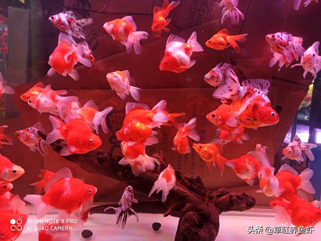 金鱼外寄生虫病:金鱼鳞片有点翘起，是得了寄生虫吗？
