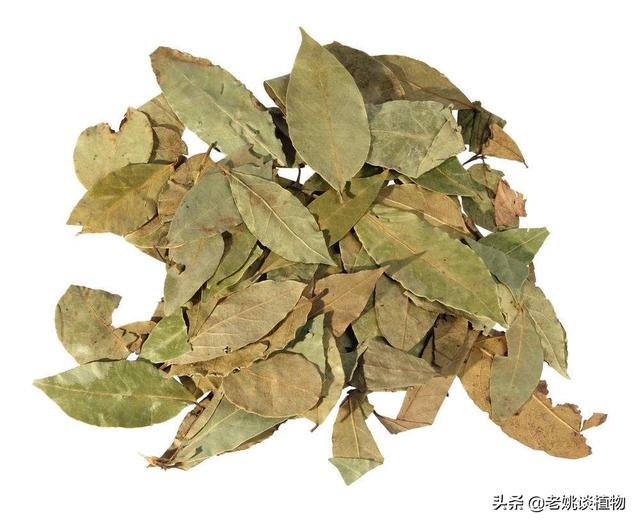 头条问答 香叶是什么树的叶子 香叶树在陕西 河南能栽种吗 老姚谈植物的回答 0赞