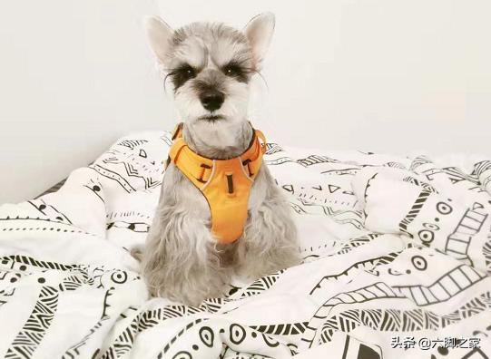 养狗之后，家里为什么会那么臭？插图