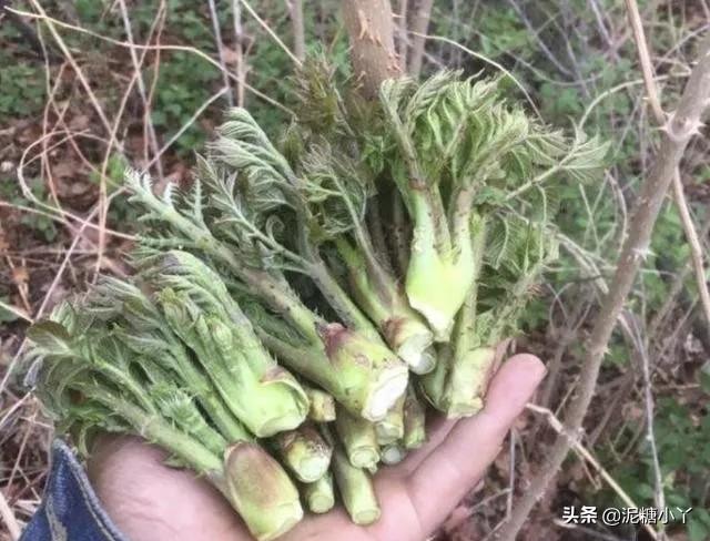 头条问答 刺老芽这种野菜 如何大面积人工种植 前景怎么样 12个回答