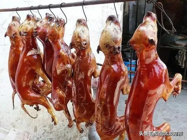 养狗这件事怎么看:如何看待孩子们都喜欢养宠物狗的现象？