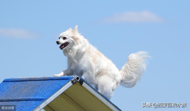 什么中小型犬好养:什么狗既温顺又聪明还要体型小(好养，不娇气）？