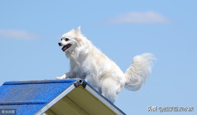 英牛犬体臭还是恶霸犬体臭:狗狗体味太大，给狗狗祛臭有哪些方法窍门？