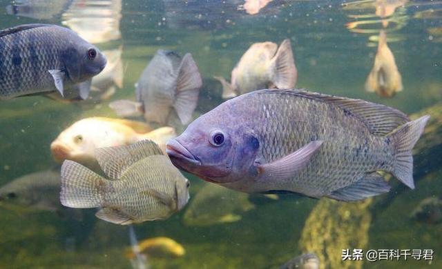 头条问答 长江入海口会不会有很多淡水鱼流进海里 会不会死 入海口会不会有大量的死亡淡水鱼 博学湖泊p的回答 0赞
