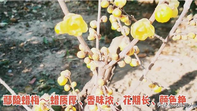 家里养梅花好吗:腊梅放在室内会影响开花吗？需要注意什么？