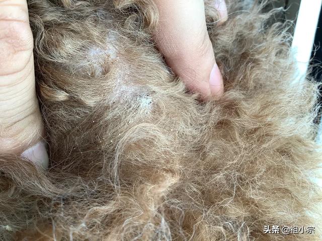 可以用洗发水给狗洗澡:狗狗身上总是臭臭的，用什么沐浴露比较好？