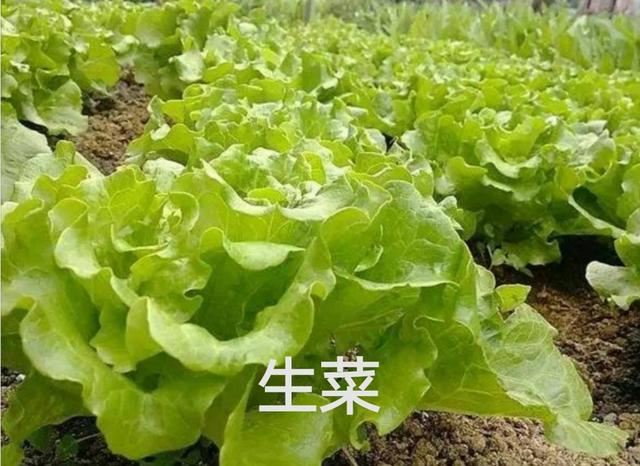 11月底養生吃什麼蔬菜,十一月可以種植哪些蔬菜?不怕凍嗎?