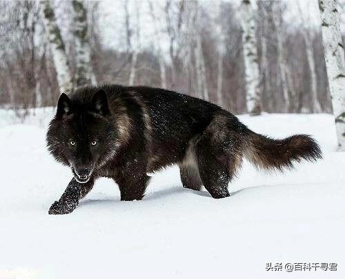 小桑藏獒养殖基地:青海玉树藏獒养殖基地 两只训练有素的藏獒能打过一只北美灰狼吗？