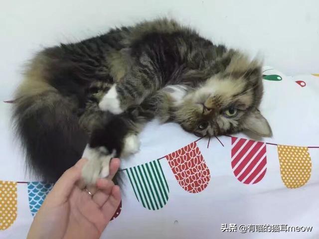 一只没有骨头的小猫咪:一只没骨头的小猫咪 捡了一只纯黑小奶猫，一个月左右，没养猫经验，当如何喂养？