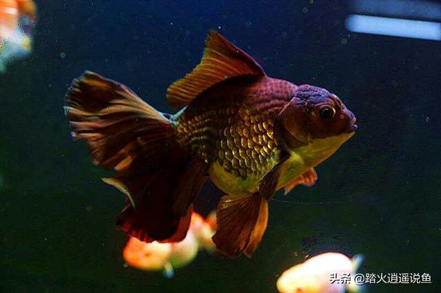 头条问答 泰狮金鱼消化不良需要治疗吗 6个回答