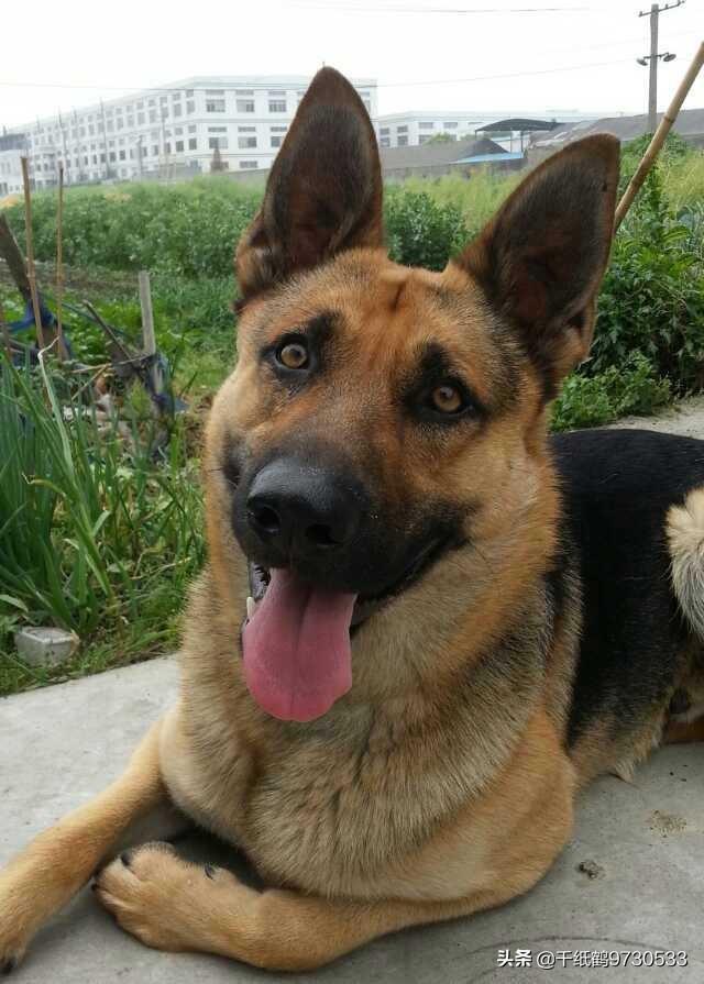 本人想养大型犬,什么品种的大型犬聪明不咬人还好养?