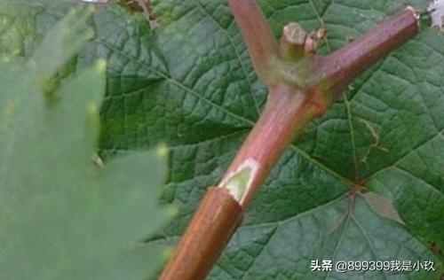 葡萄种植方法和时间:北方葡萄种植时间和方法 各位大神，什么时间嫁接葡萄最好？