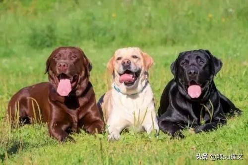 纯种拉布拉多犬:纯种拉布拉多犬什么颜色好？