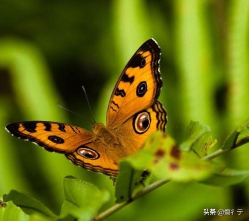 butterfly歌词:butterfly中文音译歌词？