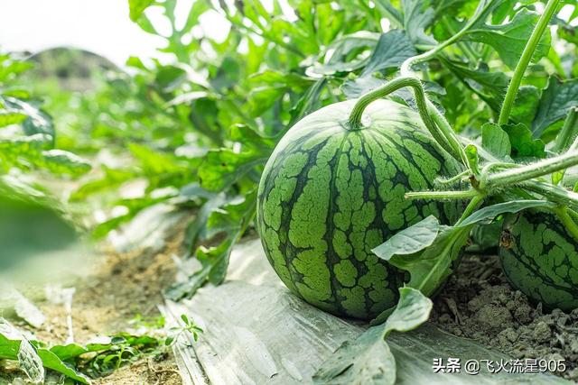 西瓜蚜虫怎么防治:西瓜一个星期就熟了有蜜虫用打吗？