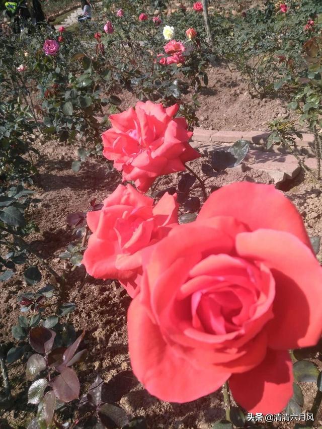 春分时节,赏春正当时,请分享一下你家乡的美景吗？美文美图均可？