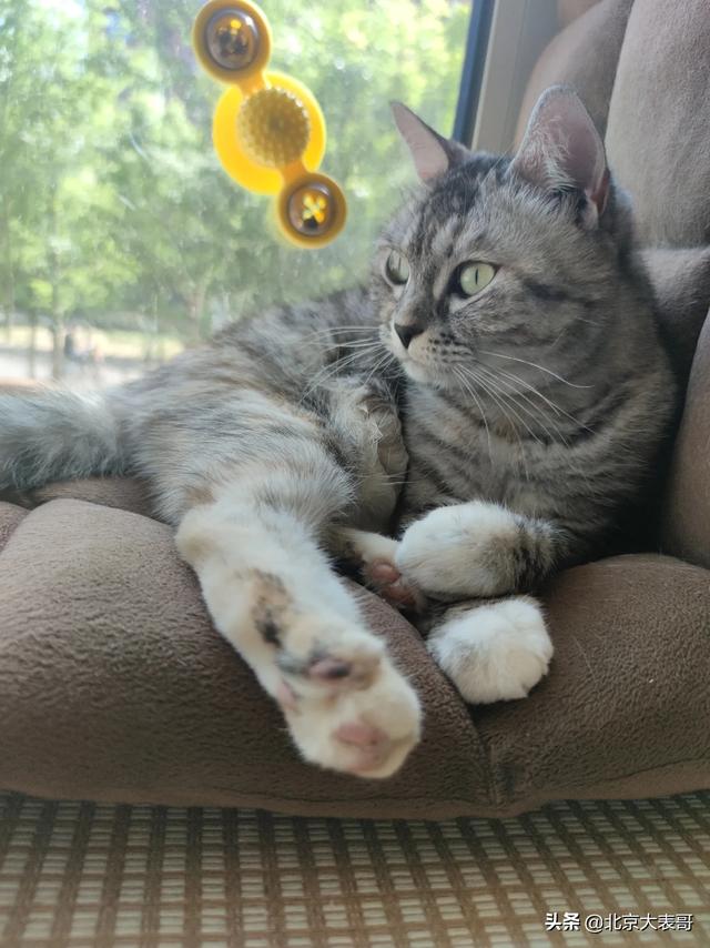 喜爱夜猫床上:为啥我家猫要在我床上尿尿？