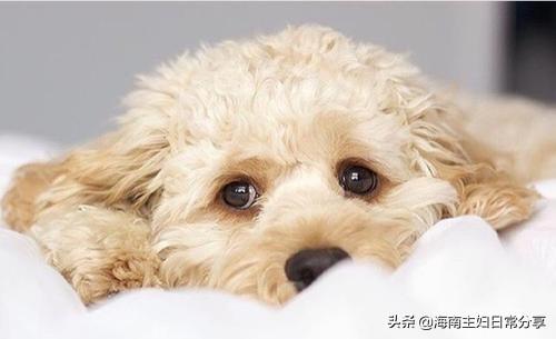 中华娱乐网小色狗:狗缘好的人，你觉得他们身上都有哪些“吸狗特征”？