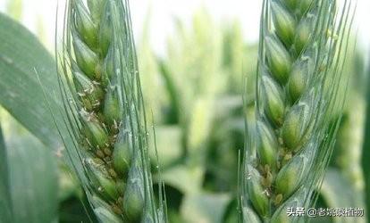 蚜虫怎么防治:蚜虫防治有什么好的办法吗？