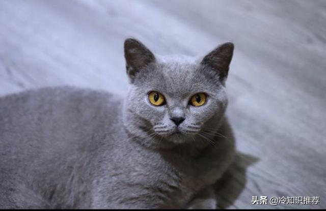 英短蓝猫长得像小狐狸:蓝猫脸大和脸小的区别是怎样的？
