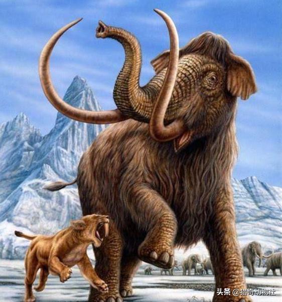 哪种动物在进化的道路上跑偏了?