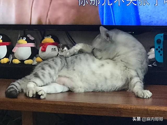 英短猫罐头推荐:猫罐头适合给猫吃吗？多大可以吃？