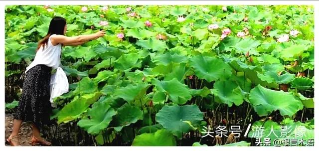 想用诗歌表白,你觉得哪首诗最合适？为什么？