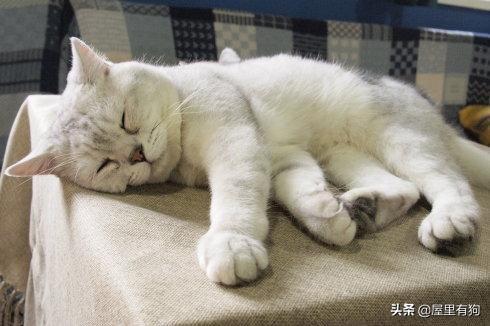 离家的猫咪:离家的猫咪下载 农村里的一些猫咪好好的为什么会离家出走？