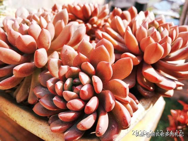 多肉大和锦怎么养:多肉大和锦怎么养才能爆盆 多肉植物，大和锦，这是怎么了？