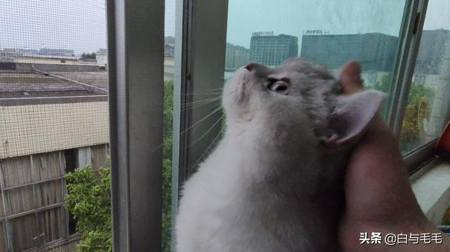 家家猫:家家猫电视购物 家里可以养猫吗？有什么禁忌说法吗？