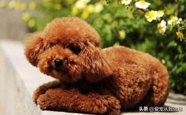 狗髋关节脱位 图片:泰迪犬腿瘸的原因有哪些？