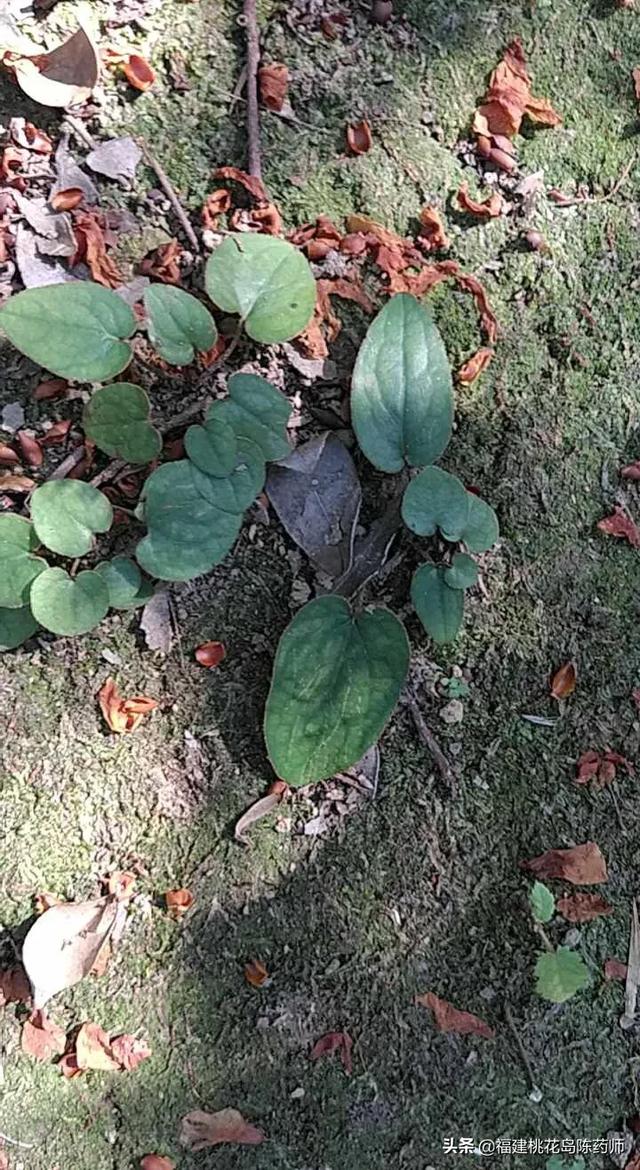 哪位高人认得这种草药吗,学名叫什么?