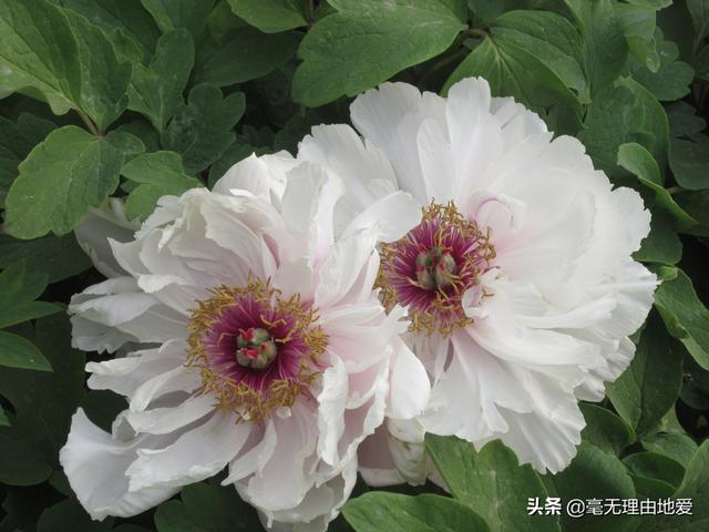 一岁宝宝肠胃吸收不好怎么办:一岁九个月宝宝脾胃消化吸收不好，一天的饮食习惯怎么安排？ 1岁宝宝肠胃吸收不好怎么调理