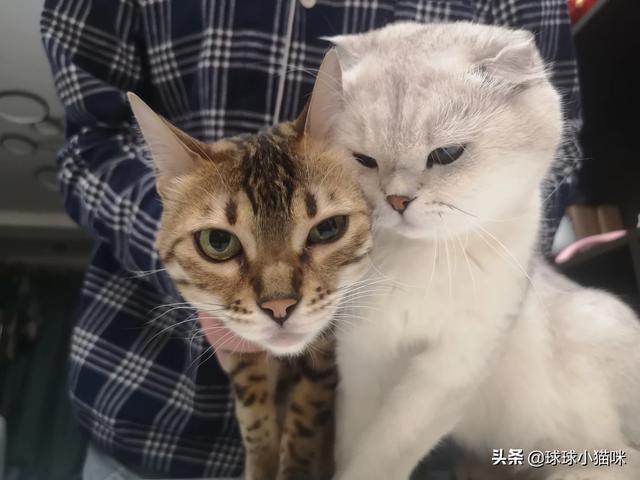 瑞典一猫咪被当公主养:猫咪对不同的人会有区别吗？