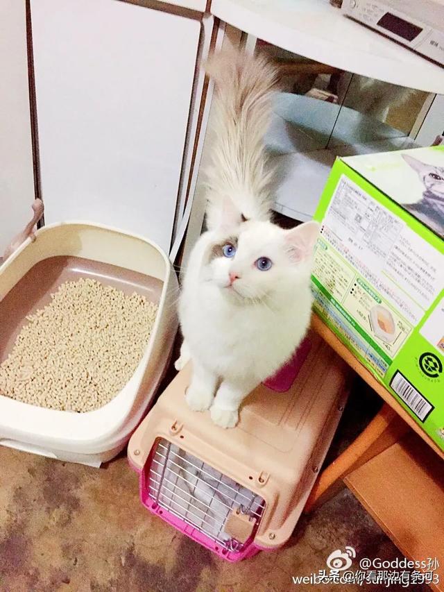 怎么确定猫咪认主人了:和猫咪分开一段时间后，它还会不会记得主人呢你怎么看