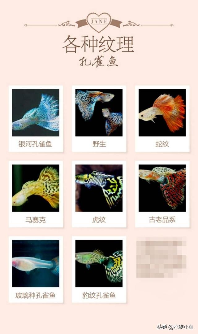 银河马赛克孔雀鱼图片:孔雀鱼的寿命有多长，仰头怎么回事？