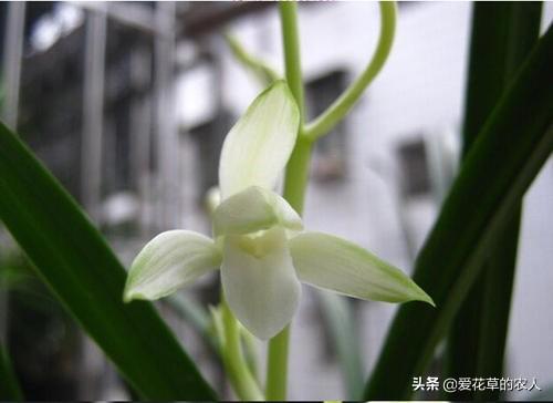 建兰吧:建兰大凤素长了很多叶苗，但就是没有花芽怎么回事？ 建兰吧图片大全