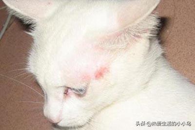 猫癣怎么治:小猫猫癣反复如何补营养，猫癣反复吃什么?如何给猫咪处理猫癣？ 猫癣怎么治好得快
