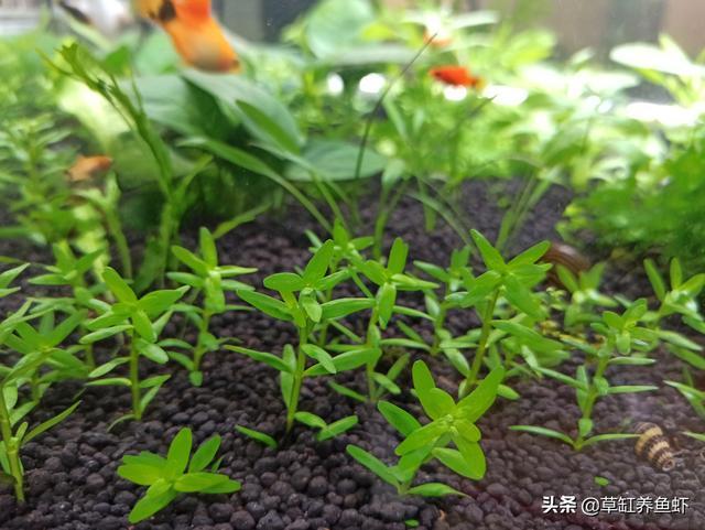 水草种类:养殖池塘里种水草好，还是不种水草好？