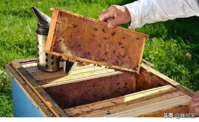 没有蜜蜂水果会消失吗，蜂窝里的蜂蜜一定要取出来吗
