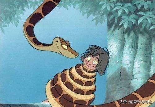 亚马逊森蚺和眼睛王蛇:深圳惊现十多斤蟒蛇！和眼镜王蛇比较，同是3米，谁的杀伤力强？