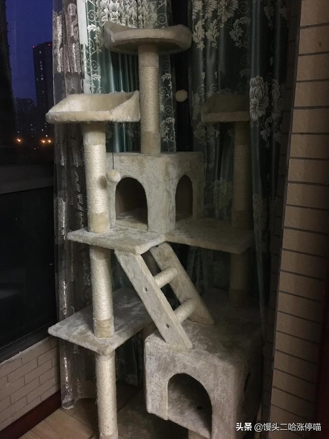 江阴橘猫吧:养一只橘猫具体是一种怎样的体验？