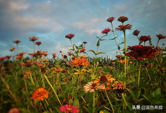 夹竹桃图片:夹竹桃有毒，切花还能用吗？