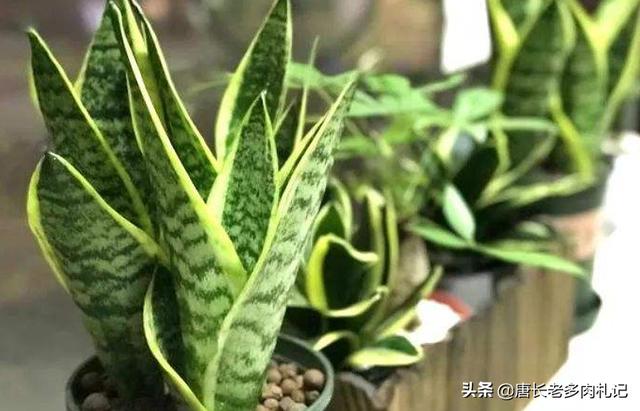 一叶兰l小盆怎样换大盆:君子兰换盆怎么换？原花盆里的土还要吗？