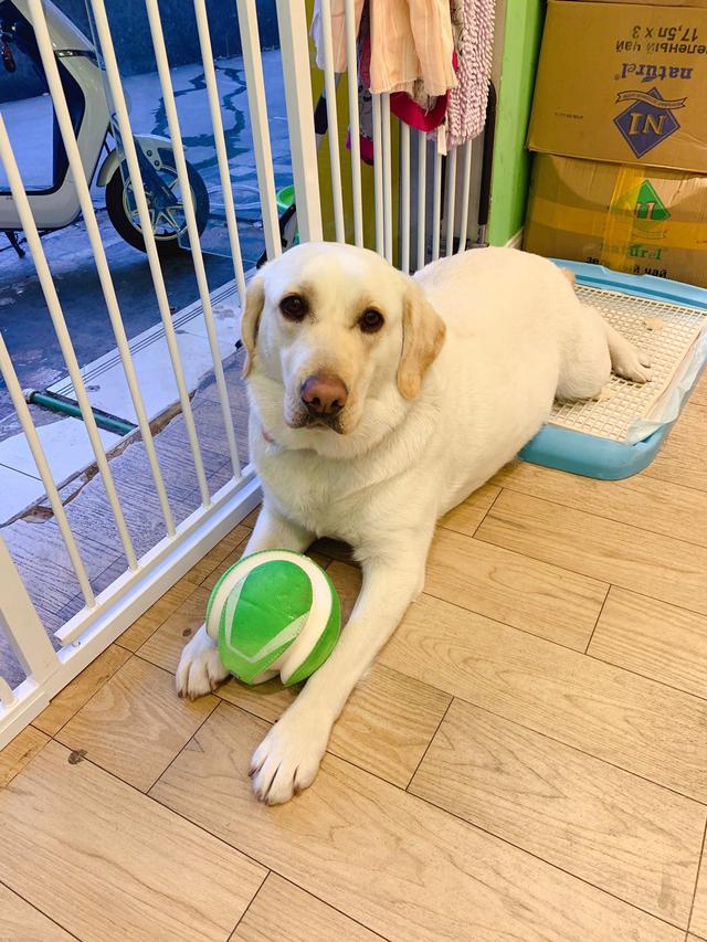 世界犬种智商排行拉布拉多:拉布拉多长得和金毛差不多也聪明，为什么养金毛的要多很多？
