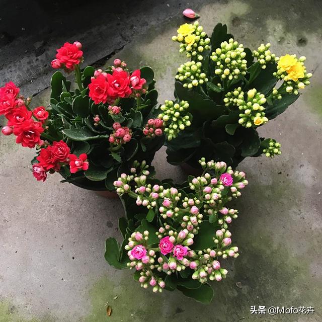 永生花是真花吗，长寿花有毒吗，重瓣长寿花真能致癌吗