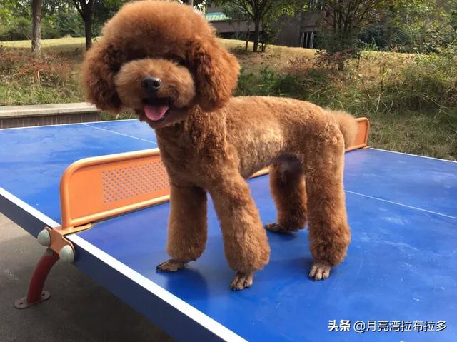 泰迪为什么会髌骨脱位:宠主的哪些行为会让泰迪犬寿命减短呢？