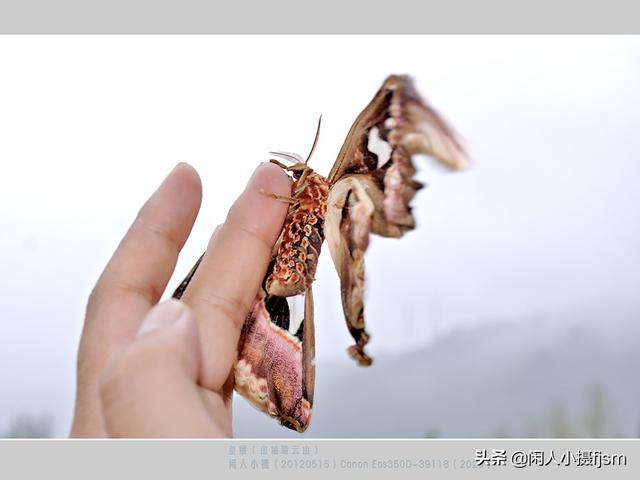 贵妇犬蛾子和蚕蛾:飞蛾翅膀上长有2个“蛇头”！这种飞蛾你见过吗？