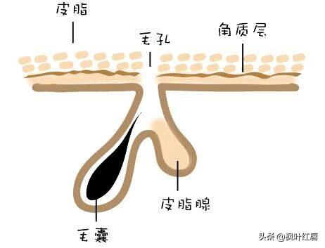 白化维多利亚肺鱼:古埃及到底是黑人文明还是白人文明还是阿拉伯人文明？